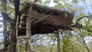 Animal count today Ambabarwa Sanctuary buldhana