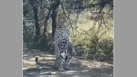 video leopard eager photography viral social media