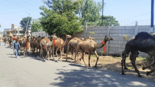 camels reach rajasthan nashik