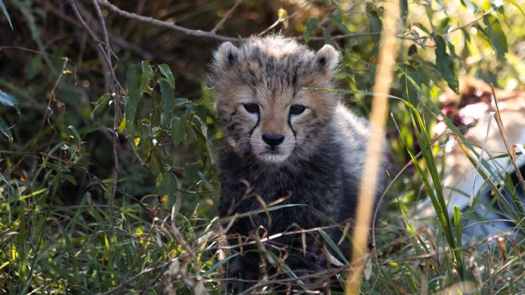 cheetah cub