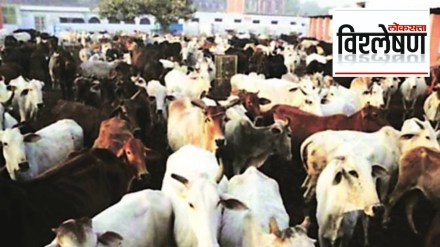 cow vishleshan cow vishleshan