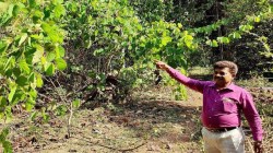 पुण्यात ‘या’ ठिकाणी बहरले आयुर्वेदिक औषधी वनस्पतींचे जंगल; डॉ. अरुण गुरव यांच्याकडून जाणून घेऊ तपशील