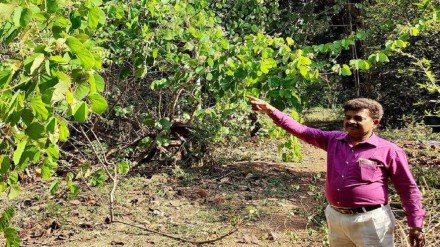 pune ayurveda forest
