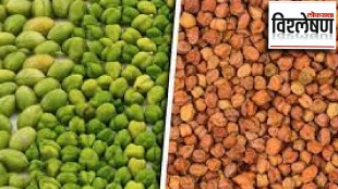gram production in india