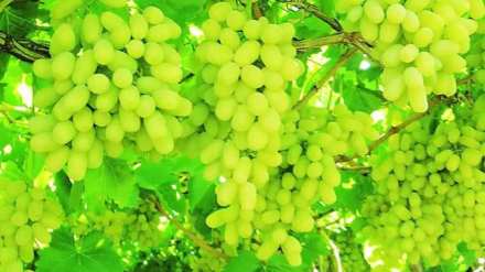 trees vineyard Jopul