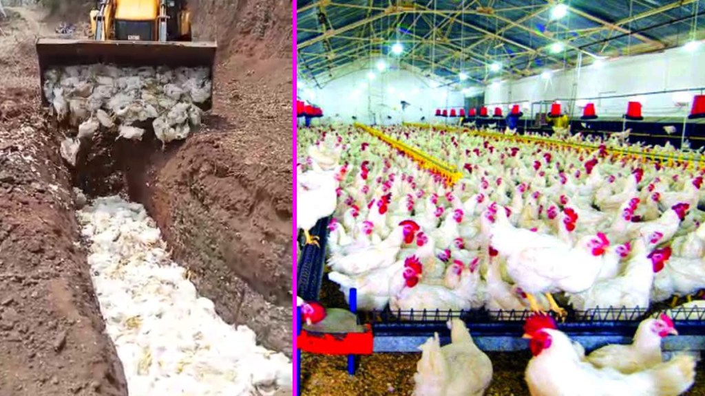 hen died in kolhapur hen died in kolhapur