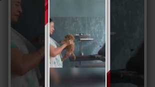 Mamata Banerjee Exercises on Treadmill with Puppy and Video Goes Viral