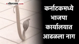 कर्नाटकमध्ये भाजपा कार्यालयात आढळला नाग; विधानसभा निकालाच्या दिवशीच घटना घडल्याने चर्चांना उधाण