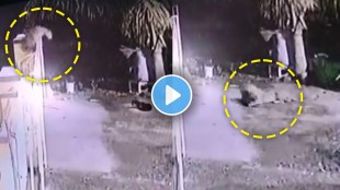 leopard bungalow dog CCTV pune