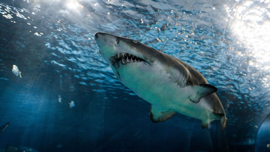 Shark Attack