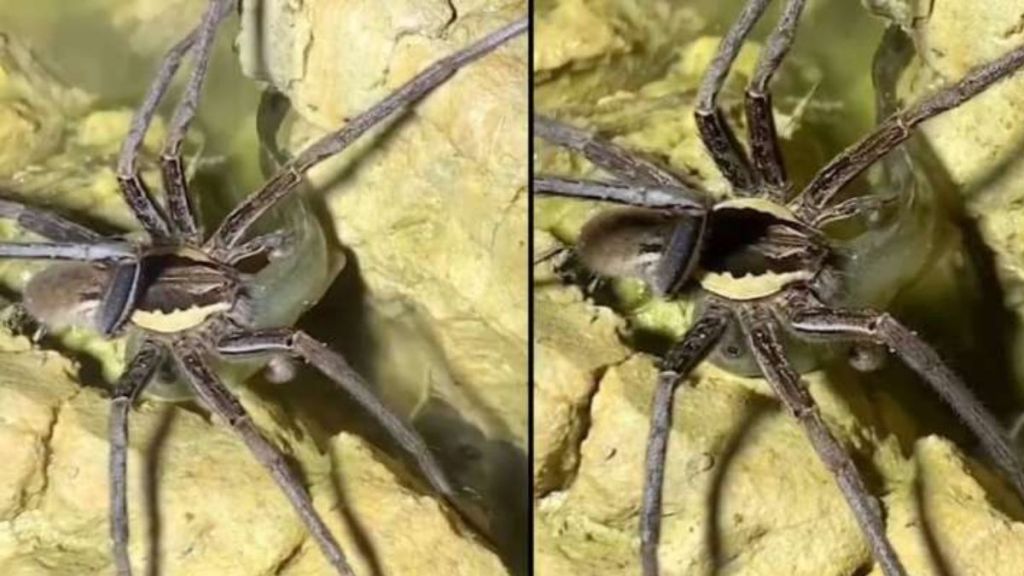 A giant fishing spider Giant spider catches and eats fish viral video horrifies netizens A giant fishing spider Giant spider catches and eats fish viral video horrifies netizens