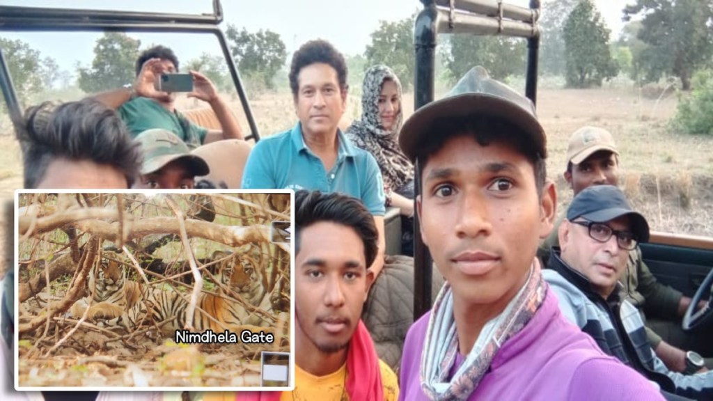 Sachin tendulkar returned Bhanuskhindi tigress tadoba Sachin tendulkar returned Bhanuskhindi tigress tadoba