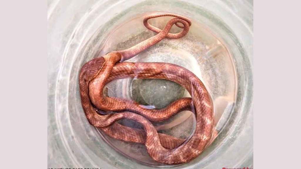 forsten cat snake found in bramhapuri forest forsten cat snake found in bramhapuri forest