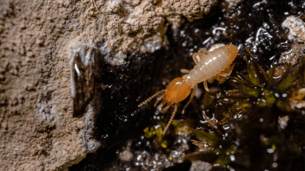 termite termite