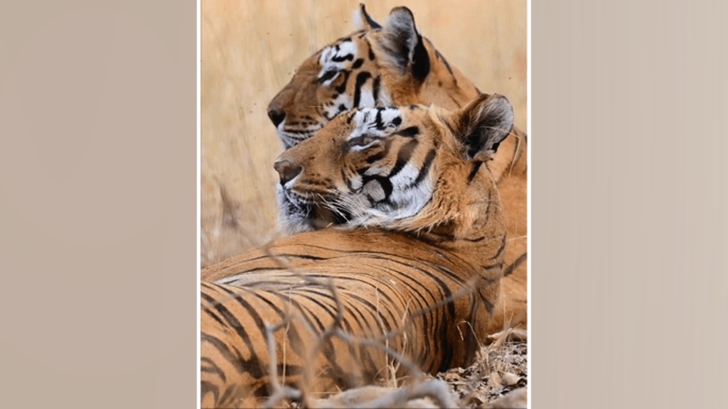 video tadoba tiger couple maya rudra nagpur