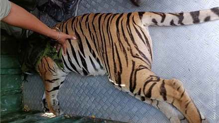 tigress captured in savali forest tigress captured in savali forest