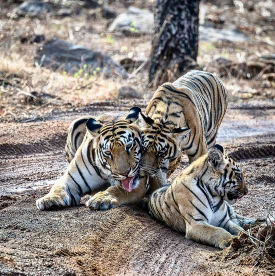 tigress babali