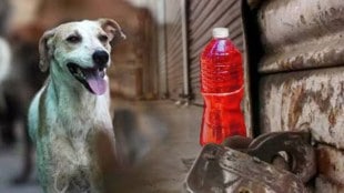 do you know, facts, reason, dogs, afraid, not poop, red color
