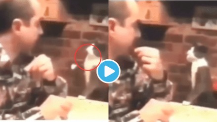 Video Cat Learns Sign Language To Make Deaf Owner Understand her Feelings ,Funny Kitten Goes Viral, Video Will Make You Emotional