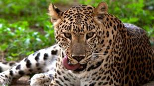 villagers demand to put cage to trapped leopard