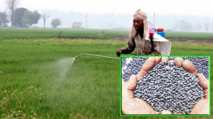 Bogus seeds, fertilisers