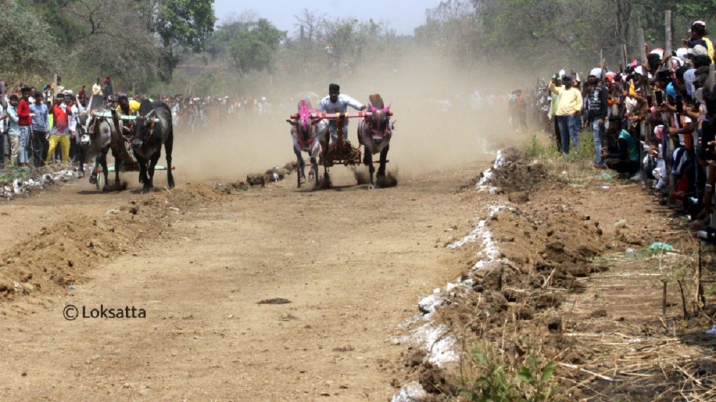 bullock cart race in Loni Kalbhor