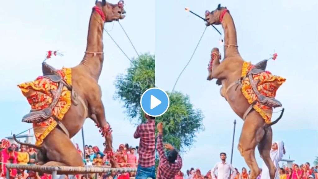 Camel Dance Video