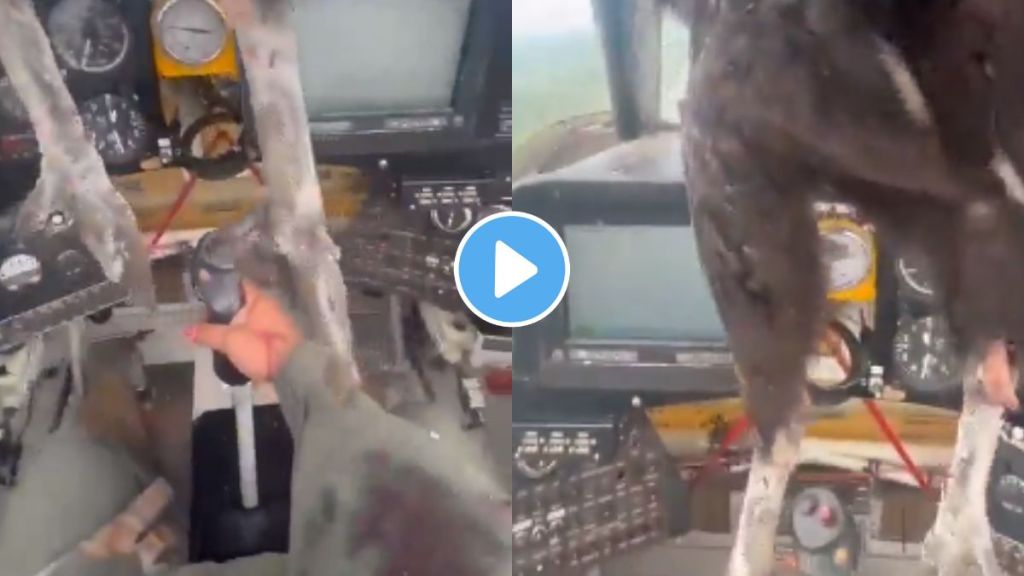 bird hit by airplane bird hit by airplane