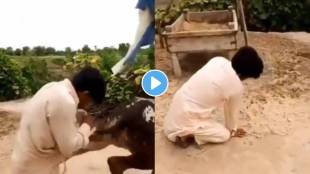 Cow charges a man and throws him man seriously injured video viral on social media