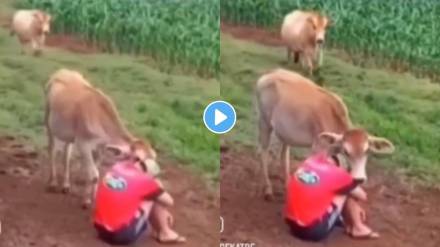 cow tried to consolation of sad farmer video viral