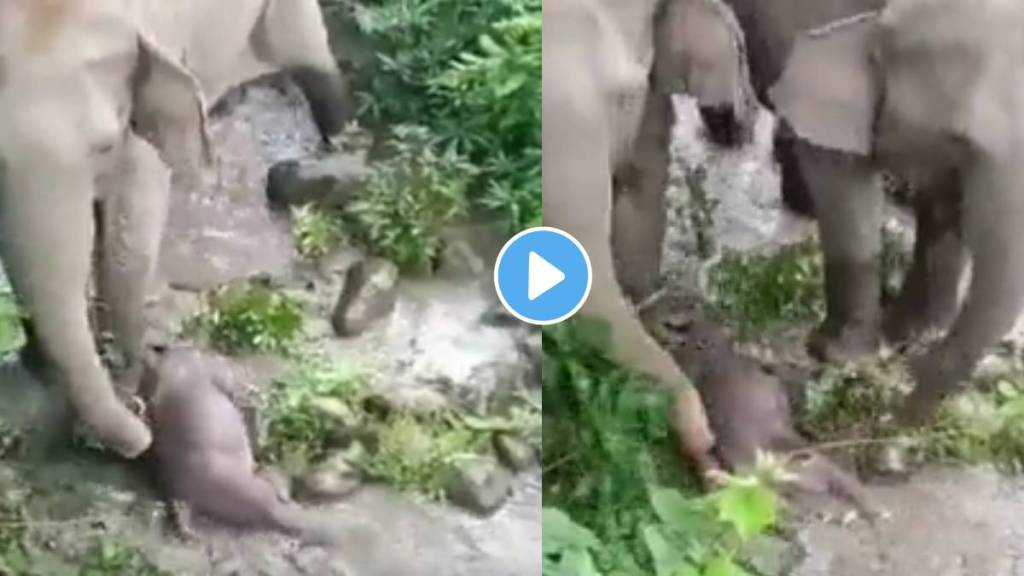 The calf has died but mother doesn’t give up. Carries the dead baby for two KMs and tries to revive it by placing in water. The calf has died but mother doesn’t give up. Carries the dead baby for two KMs and tries to revive it by placing in water.