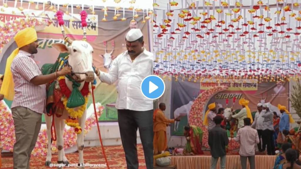 farmers celebrate cow dohale jevan program in kolhapur video viral on social media farmers celebrate cow dohale jevan program in kolhapur video viral on social media