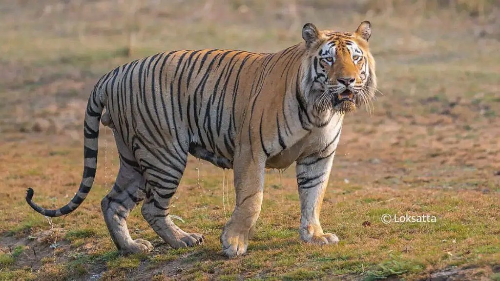 Seventh tiger project Madhya Pradesh