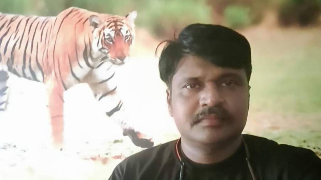 doctor sedated tigers