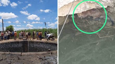 leopard fall into well Valwa leopard fall into well Valwa