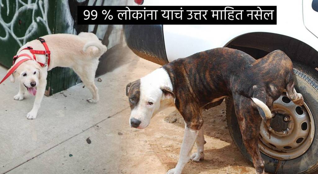 Why Dogs Only Pee on Car Bike Tyres Can We Get Rid Of Urination Bad Smell Animal Health expert Tells Weird Reason