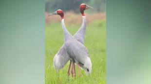 Cranes bird count Gondia Bhandara