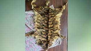 Tiger skin smuggling