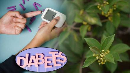Are gurmar leaves good for diabetics and Weight Loss Perfect Way To Eat Before Meal To Keep Blood Sugar In Check Health Survey