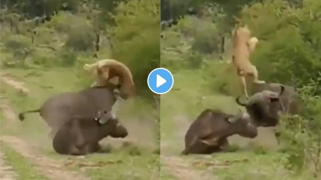 Buffalo hit the lioness video viral Buffalo hit the lioness video viral