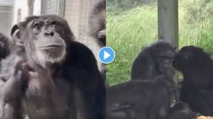 Watch Chimp's Reaction to Seeing Sky for First Time