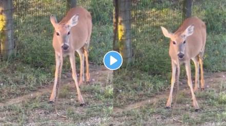Hungry deer ate 5 feet long snake video Hungry deer ate 5 feet long snake video