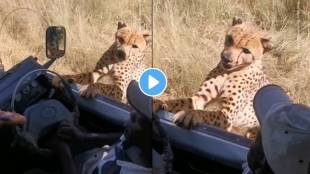 cheetah Video viral