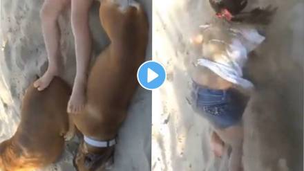 Dog took revenge from girl Dog took revenge from girl