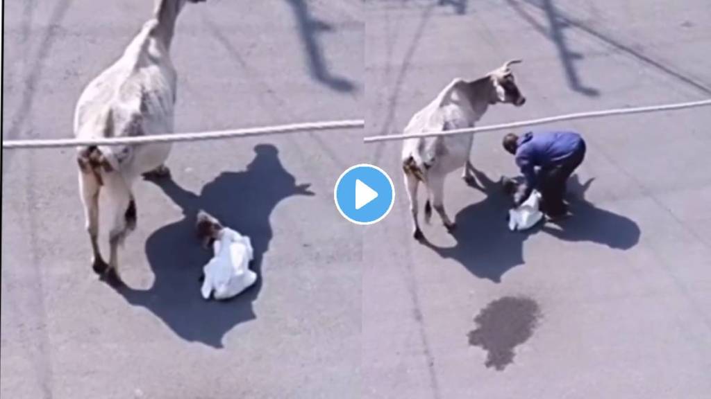 viral video of cow seen love her calf video viral video of cow seen love her calf video