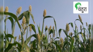 Sorghum