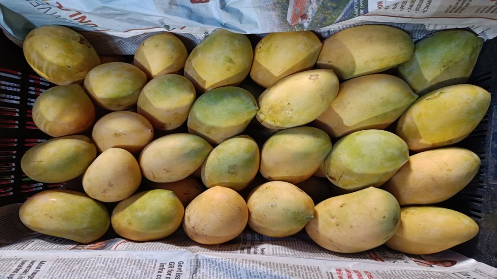 Junnar keshar mangoes APMC Junnar keshar mangoes APMC