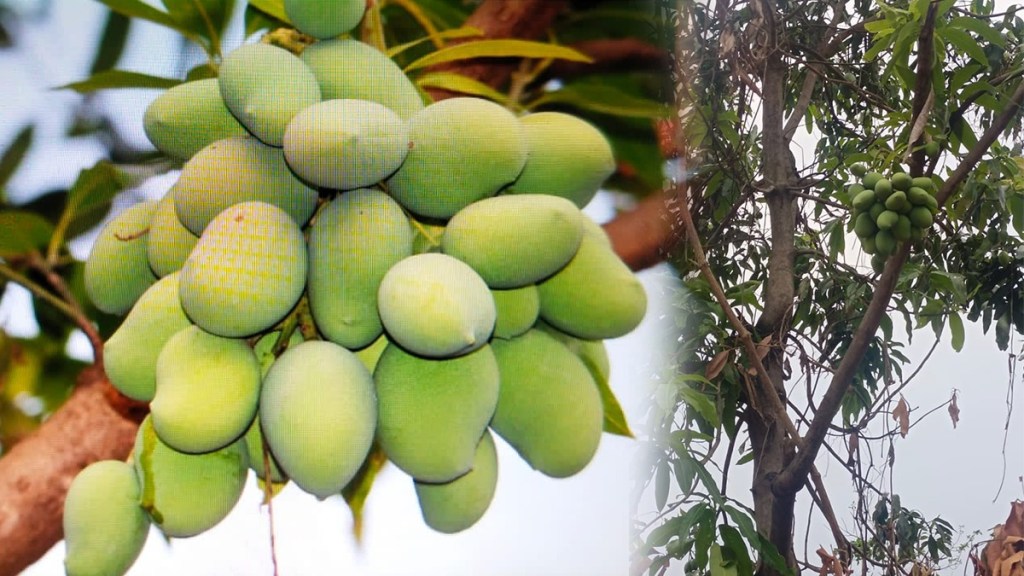 two dozen mangoes single branch