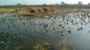 paddy fields in Raigad district