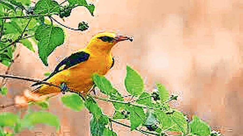 Golden Oriole birds life in danger